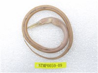 藏品(線尾鴨嘴鰻)的圖片